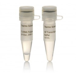 T3 РНК-полимераза (20 U / мкл)