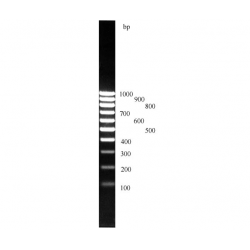 ДНК-маркеры 100 bp (10 фрагментов от 100 до 1000 bp)