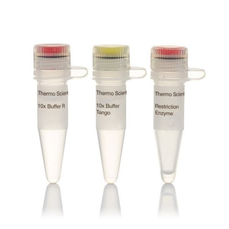 Эндонуклеаза рестрикции  Nsil