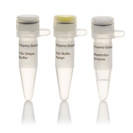 Эндонуклеаза рестрикции ScaI