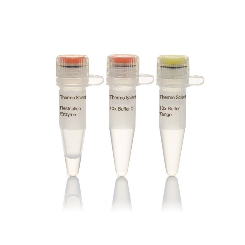 Эндонуклеаза рестрикции BstXI