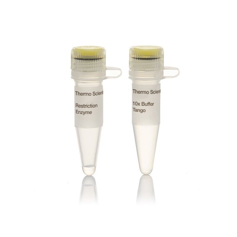 Эндонуклеаза рестрикции NcoI