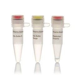 Эндонуклеаза рестрикции Pvul