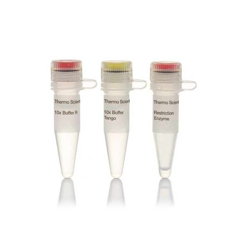 Эндонуклеаза рестрикции Pvul