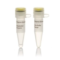 Эндонуклеаза рестрикции Smal