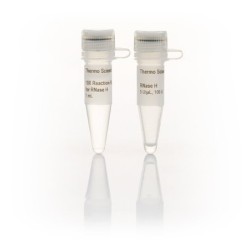 Ribonuclease H (Рибонуклеаза Н)