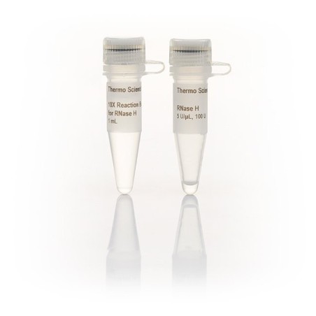 Ribonuclease H (Рибонуклеаза Н)