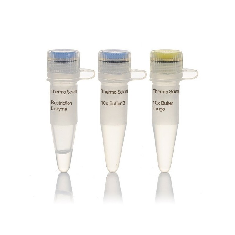 Эндонуклеаза рестрикции Xmil