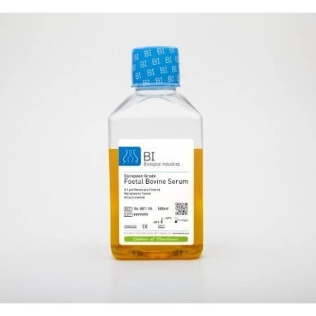 Эмбриональная бычья сыворотка