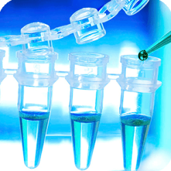 Смесь dNTP 2,5мM