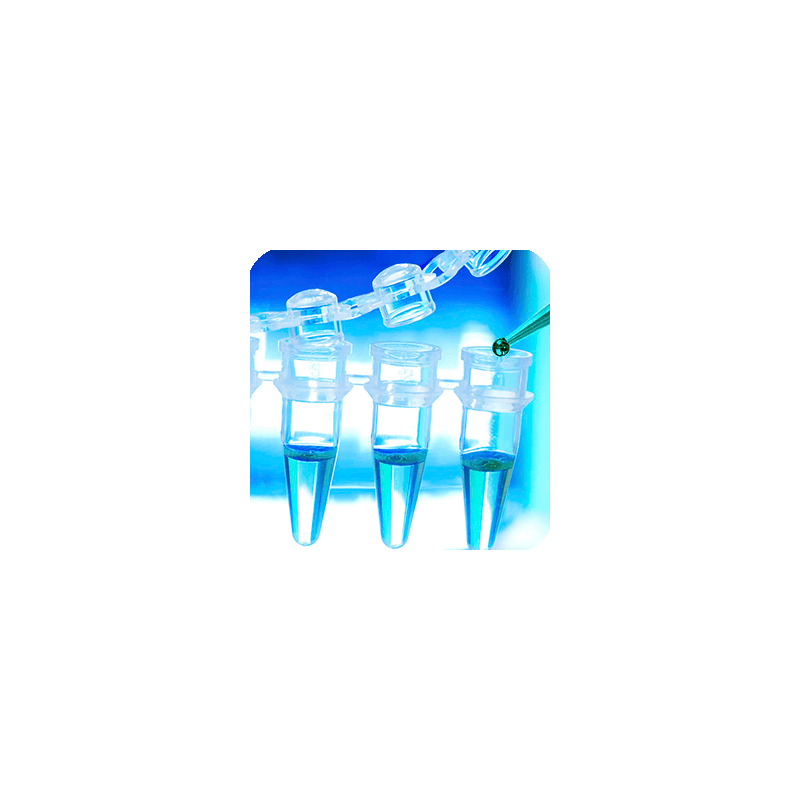 Смесь dNTP 2,5мM