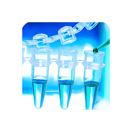 Смесь dNTP 2,5мM