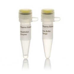 Эндонуклеаза рестрикции