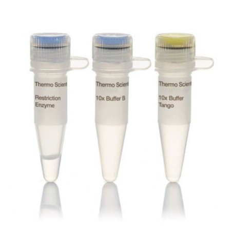 Эндонуклеаза рестрикции