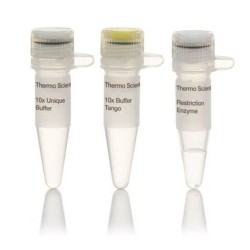 Эндонуклеаза рестрикции  BfuI