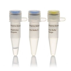 Эндонуклеаза рестрикции KspAl