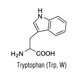L-Триптофан, 25гр
