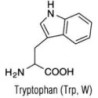 L-Триптофан, 25гр