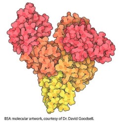 Альбумин бычий, фракция-V, 100 гр