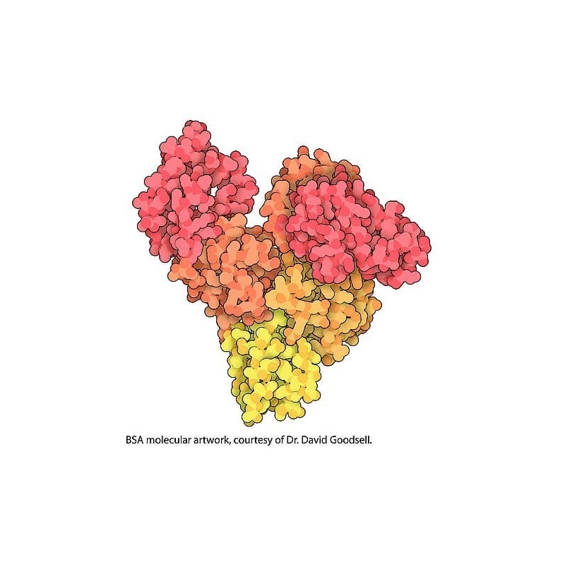 Альбумин бычий, фракция-V, 100 гр