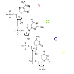 РНК (из дрожжей Torula), 100 гр