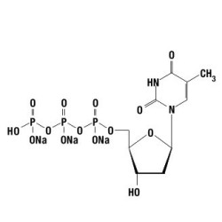 dTTP 100 mM, 10 мкмолей