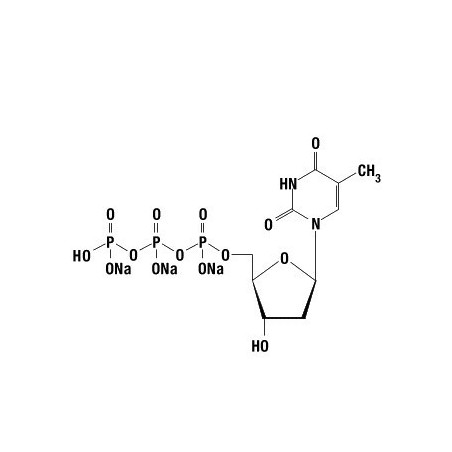 dTTP 100 mM, 10 мкмолей