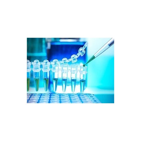 Эндонуклеаза рестрикции Hind III 2'000 ед.