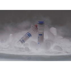 Урацил-ДНК гликозилаза (УДГ) 200 ед.