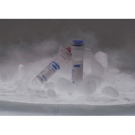 Урацил-ДНК гликозилаза (УДГ) 200 ед.