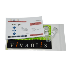 T4 ДНК Лигаза, 4000 единиц
