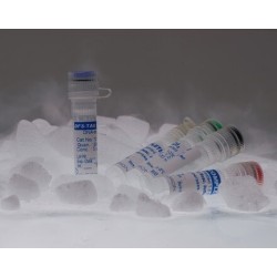 T4 ДНК Лигаза, 2000 ед. Образец