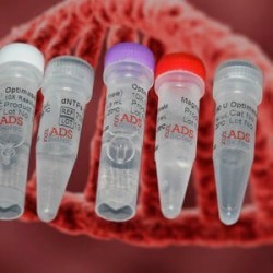 10х Taq буфер pH-8.6, 25mM MgCl2 10мл