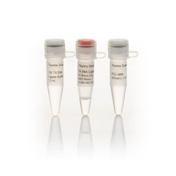 T4 DNК -лигаза, высокой концентрации