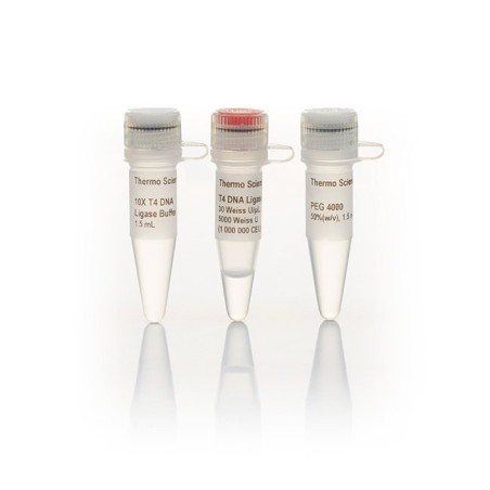 T4 DNК -лигаза, высокой концентрации