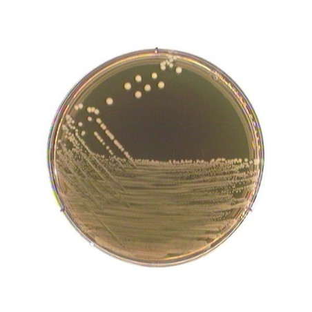 Агар М 17 асс. TERZAGHI, 500гр