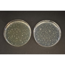 Основа TOS-пропионатного агара