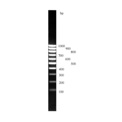 ДНК маркер 100bp (10фрагментов от 100 до 1000bp)М 15