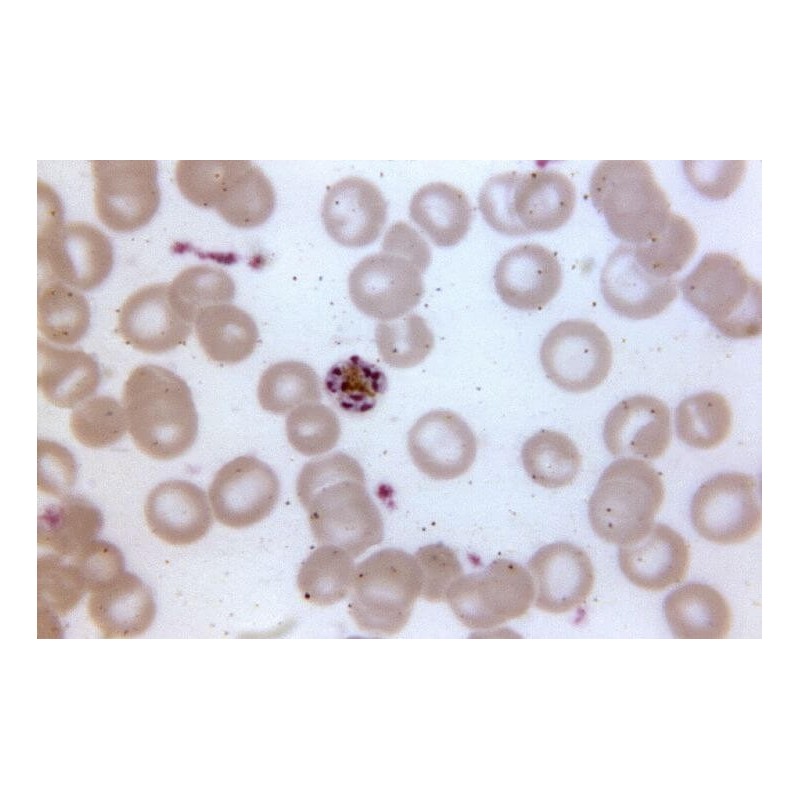 Краситель Райта, 100гр