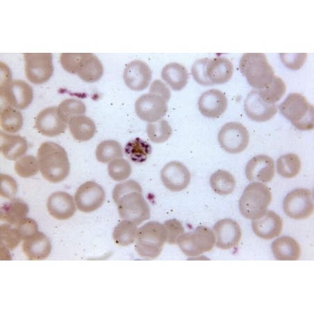 Краситель Райта, 100гр