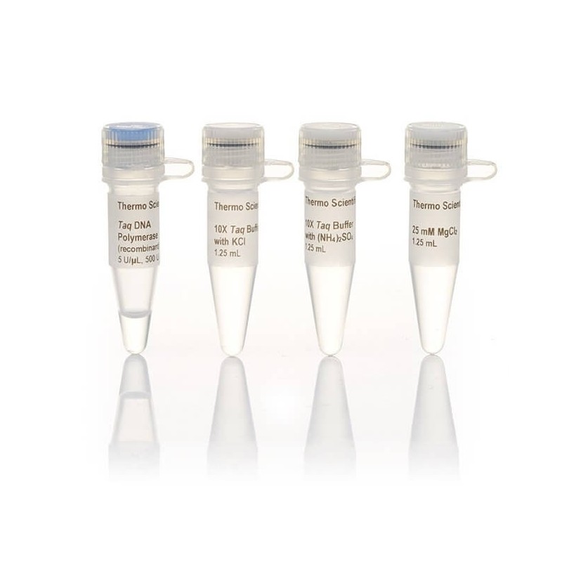 Taq ДНК полимераза (Taq DNA Polymerase)