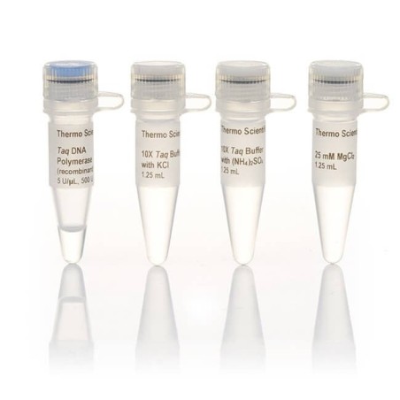 Taq ДНК полимераза (Taq DNA Polymerase)