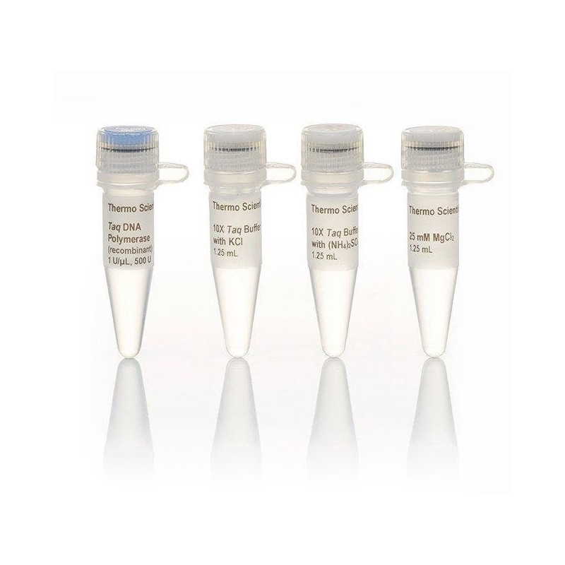 Taq ДНК полимераза (Taq DNA Polymerase)