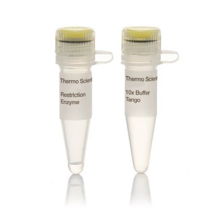 Эндонуклеаза рестрикции Eco 881 (Aval)