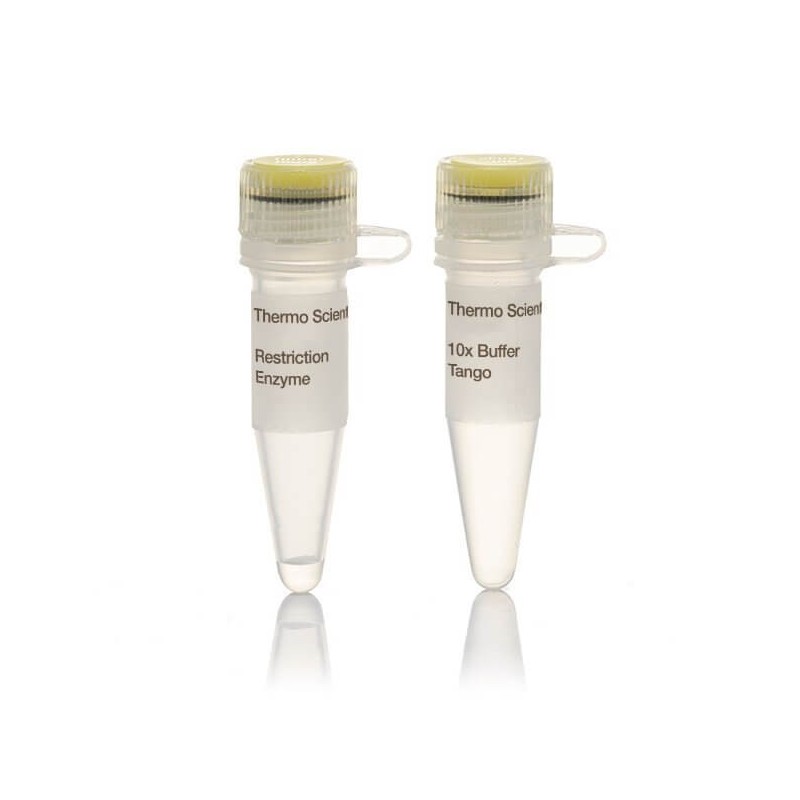 Эндонуклеаза рестрикции Bcul