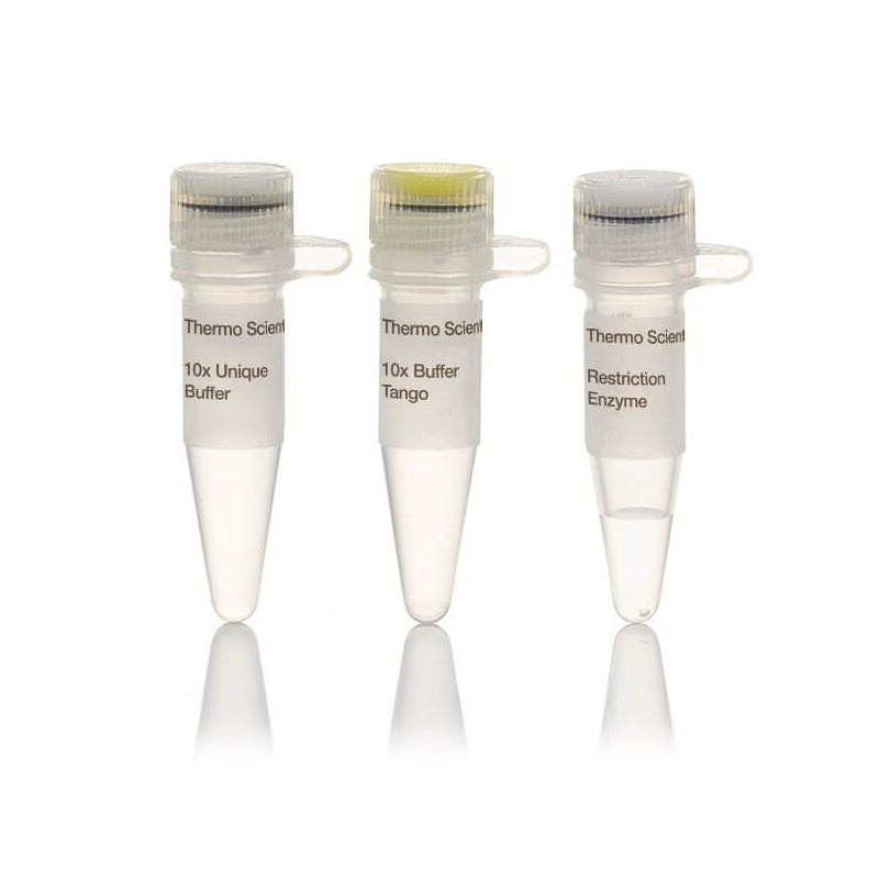 Эндонуклеаза рестрикции EcoRI