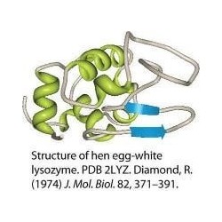 Лизоцим из яичного белка, 10гр