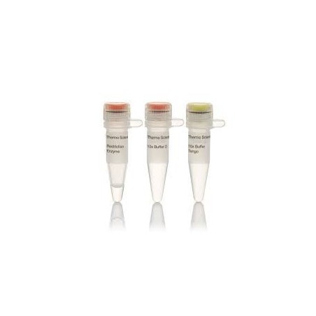 Эндонуклеаза рестрикции Notl