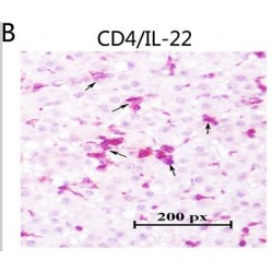 Антитела поликлональные козьи вторичные к мышиным LgG (H&L)- тяжелая и легкая цепи (HRP), 1мг