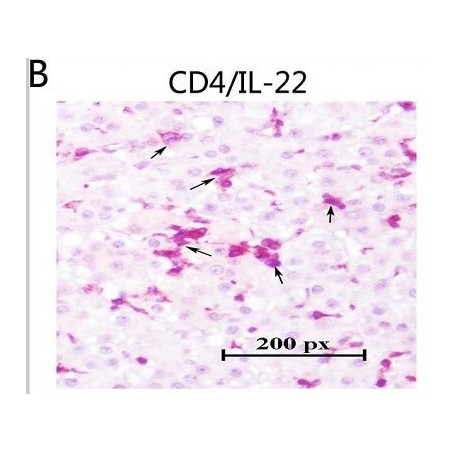 Антитела поликлональные козьи вторичные к мышиным LgG (H&L)- тяжелая и легкая цепи (HRP), 1мг